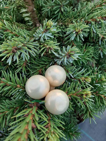 Ziemassvētku eglītes