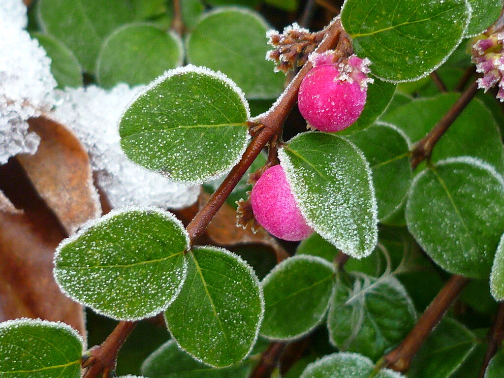 Symphoricarpos × chenaultii 'Hancock' Šeno sniegoga