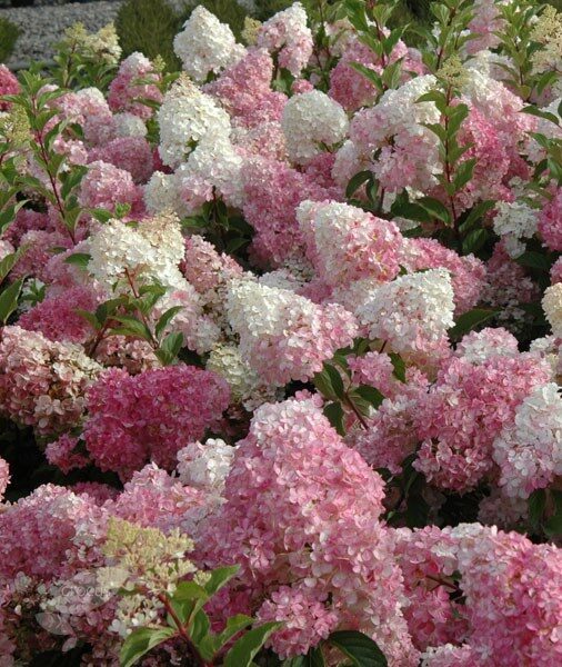 Hydrangea paniculata 'Pink Lady' Skarainā hortenzija