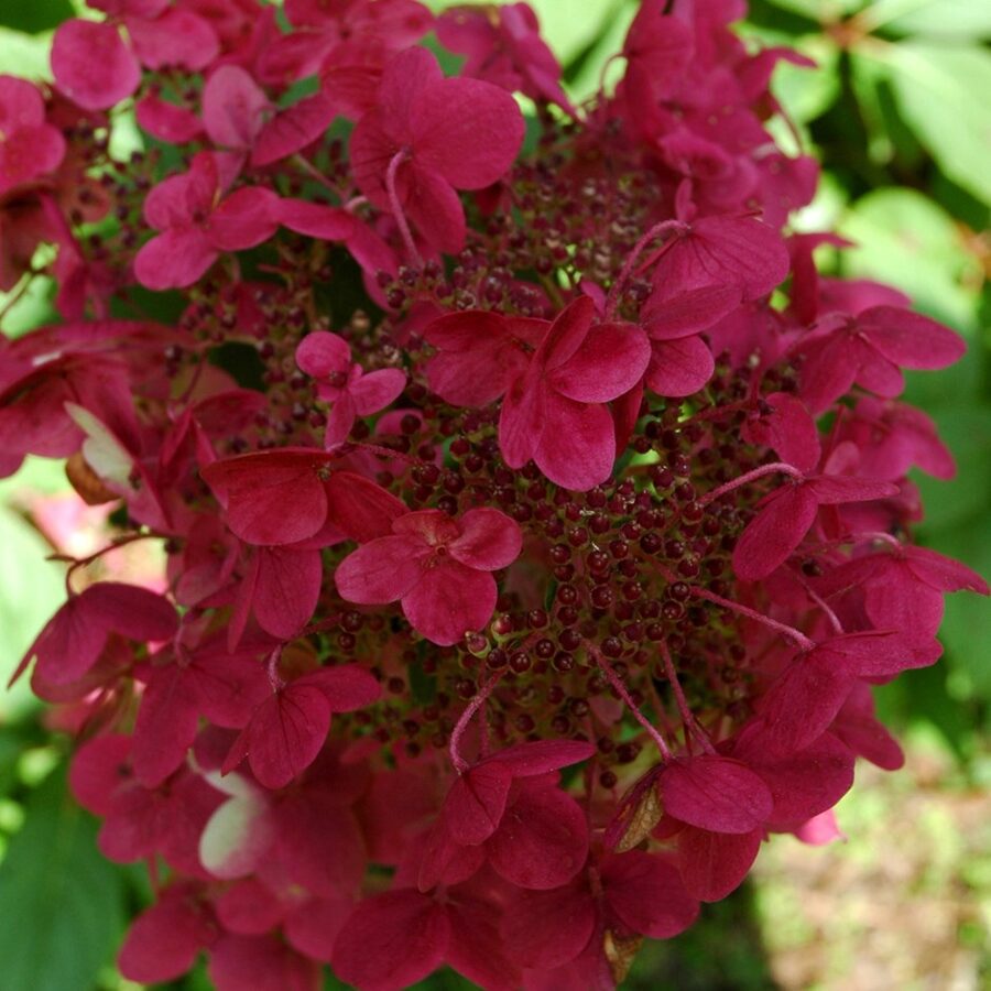 Hydrangea paniculata 'Wim's Red' Skarainā hortenzija