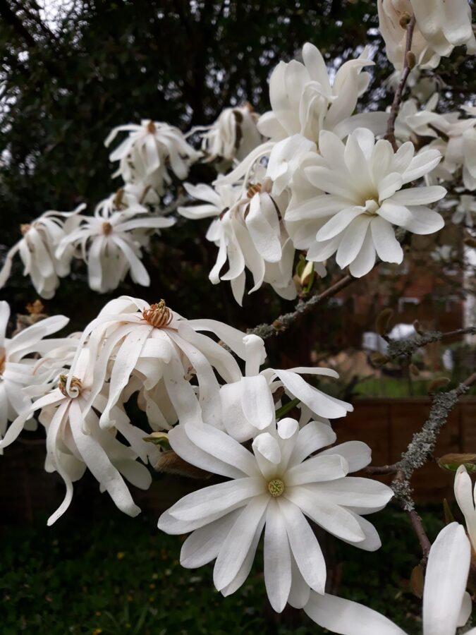 Magnolia stellata Zvaigžņu magnolija