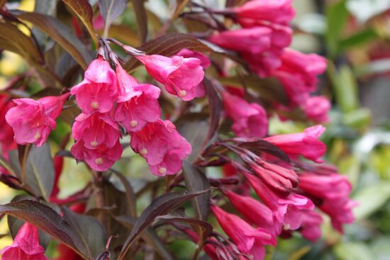 Weigela florida 'Alexandra' Krāšņā veigela
