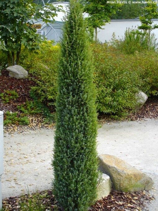 Juniperus communis 'Arnold' Parastais kadiķis