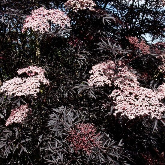 Sambucus nigra  "Black Lace" Melnais plūškoks