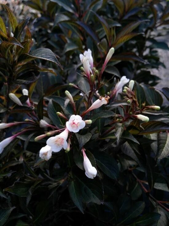 Weigela florida 'Black and White' Krāšņā veigela