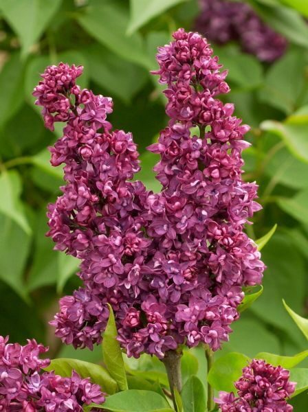 Syringa vulgaris 'Charles Joly' Parastais ceriņš