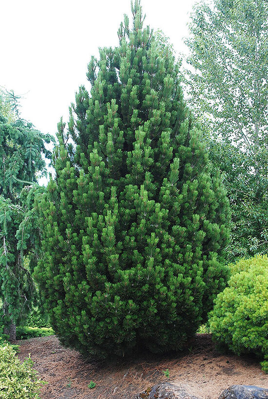 Pinus heldreichii 'Compact Gem' Bosnijas priede
