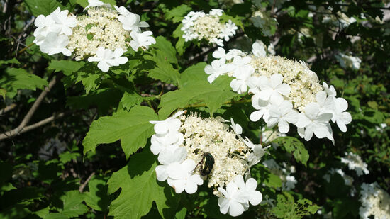 Viburnum opulus 'Compactum' Parastā irbene