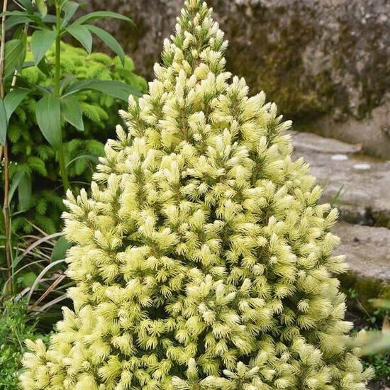 Picea glauca ''Daisy's White" Kanādas egle