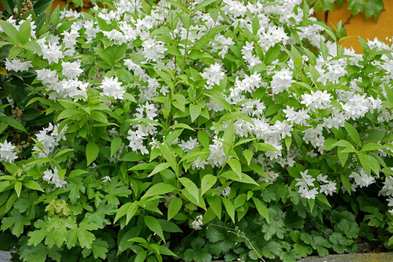 Deutzia gracilis Smuidrā deicija