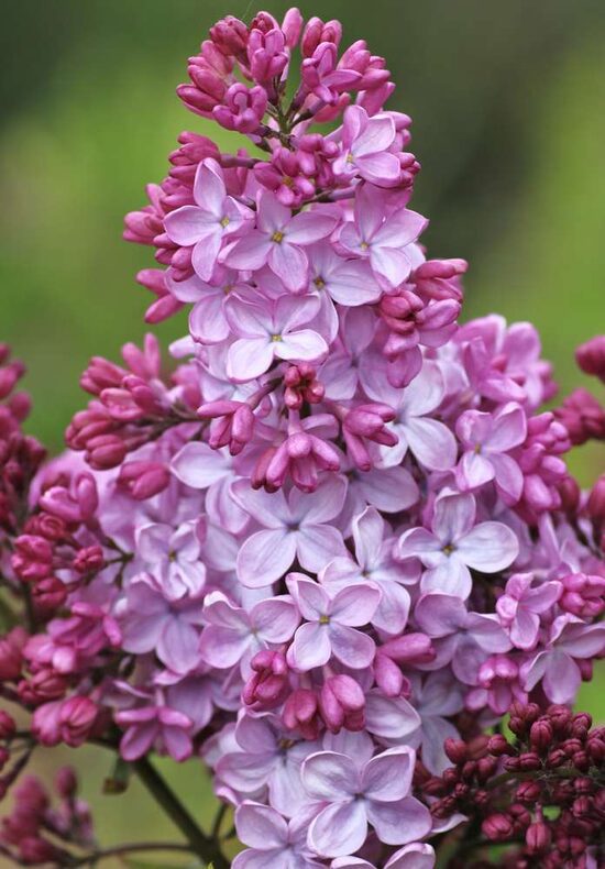 Syringa x hyacintiflora 'Esther Staley' Hiacintziedu ceriņš