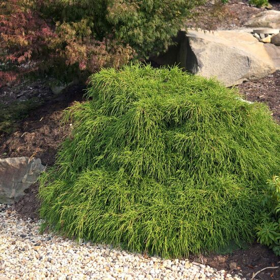 Chamaecyparis pisifera 'Filifera Nana' Zirņu paciprese