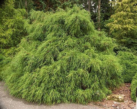 Chamaecyparis pisifera 'Filifera' Zirņu paciprese