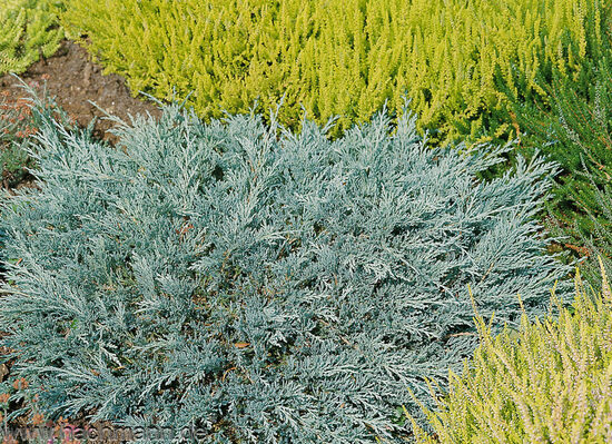 Juniperus horizontalis 'Glacier' Klājeniskais kadiķis