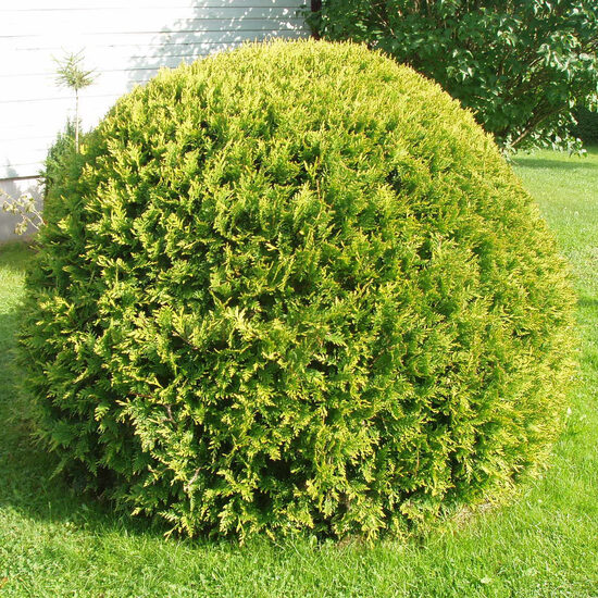 Thuja occidentalis 'Globosa' Rietumu tūja 
