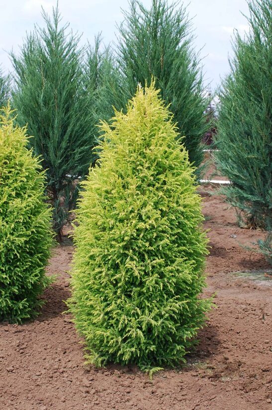 Juniperus communis 'Cold Cone' Parastais kadiķis
