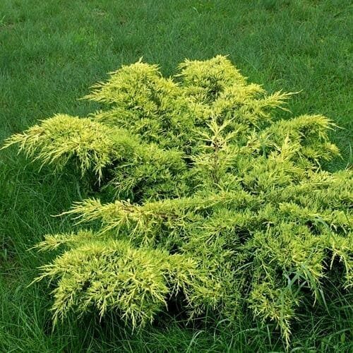 Juniperus x pfitzeriana 'Gold Coast' Vidējais kadiķis