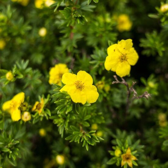 Potentilla fruticosa 'Goldstar' Parastā klinšrozīte