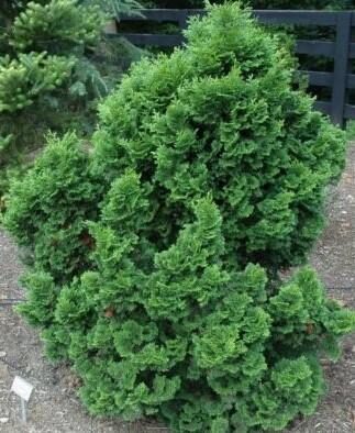 Chamaecyparis obtusa 'Gracilis' Strupzvīņu paciprese