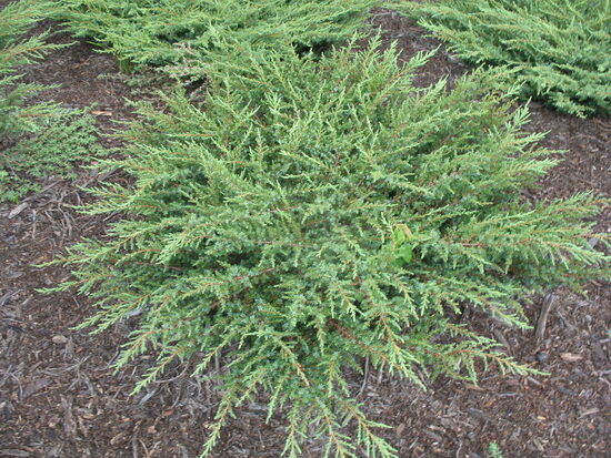 Juniperus communis 'Green Carpet' Parastais kadiķis