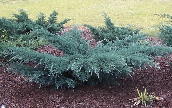 Juniperus virginiana 'Grey Owl' Virdžīnijas kadiķis