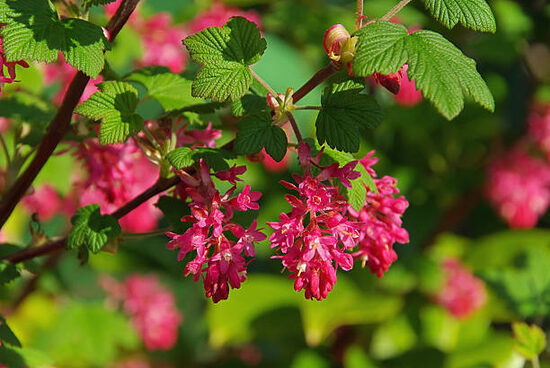 Ribes sanguineum 'Pulborough Scarlet' Vērene