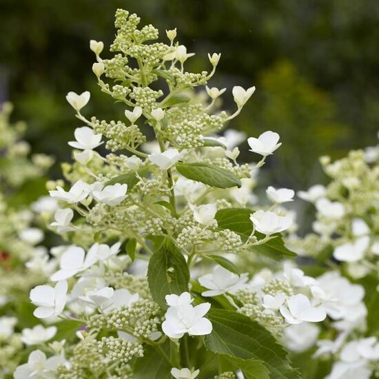 Hydrangea paniculata 'Levana' Skarainā hortenzija