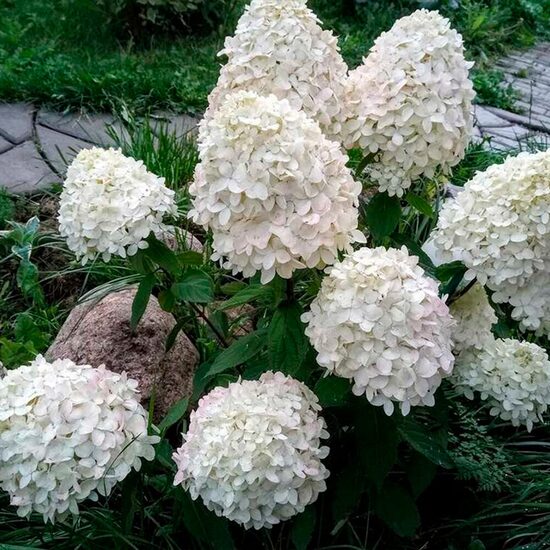 Hydrangea paniculata 'Little Alf' Skarainā hortenzija