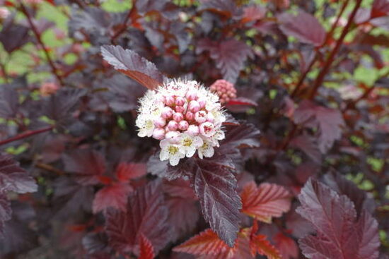 Physocarpus opulifolius 'Little Angel' Irbeņlapu fizokarps