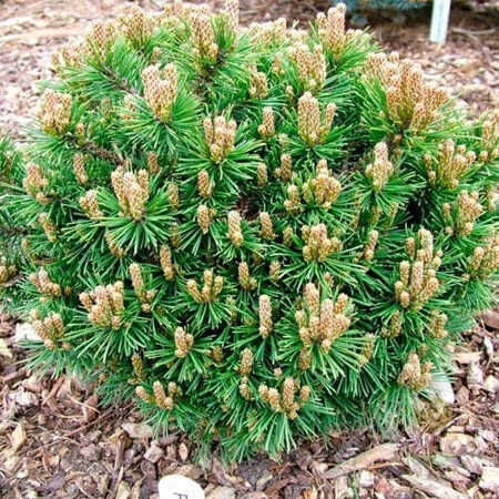 Pinus mugo "Little Lady"  Kalna priede