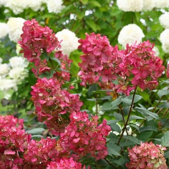 Hydrangea paniculata 'Magical Fire' Skarainā hortenzija