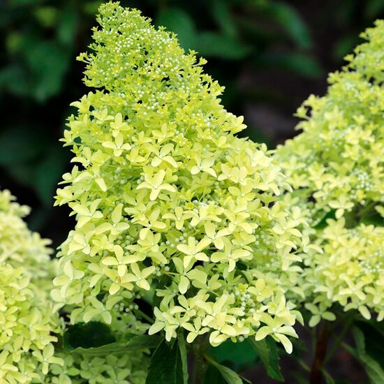 Hydrangea paniculata 'Magical Lime Sparkle' Skarainā hortenzija