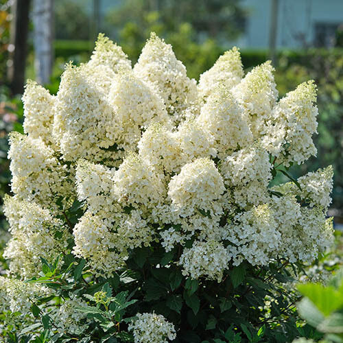 Hydrangea paniculata 'Magical Matterhorm' Skarainā hortenzija