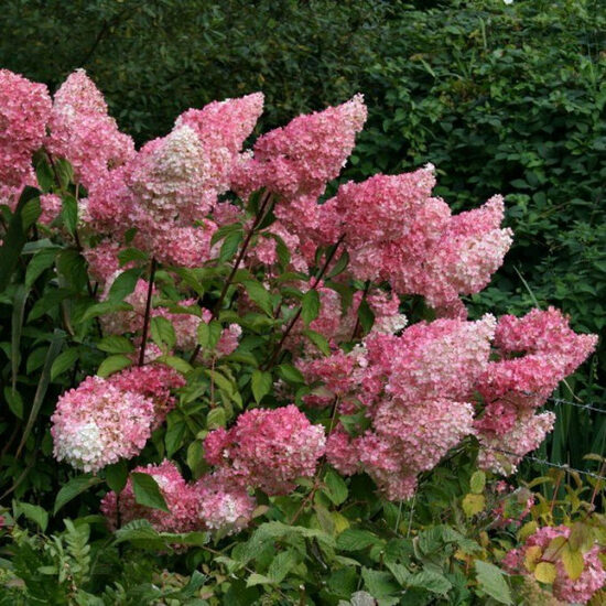 Hydrangea paniculata 'Magical Moonlight' Skarainā hortenzija