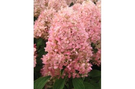 Hydrangea paniculata 'Magical Summer' Skarainā hortenzija