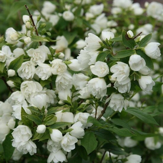 Philadelphus ''Manteau d'Hermine' Filadelfs