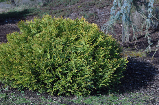 Thujopsis dolabrata 'Nana' Japāna patūja