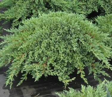 Juniperus horizontalis 'Nana' Klājeniskais kadiķis
