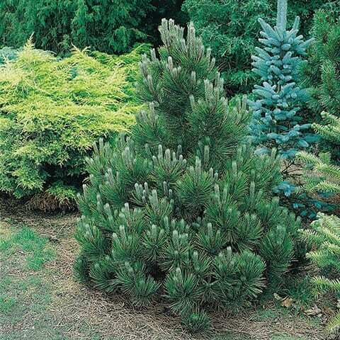 Pinus nigra 'Nana' Melnā priede