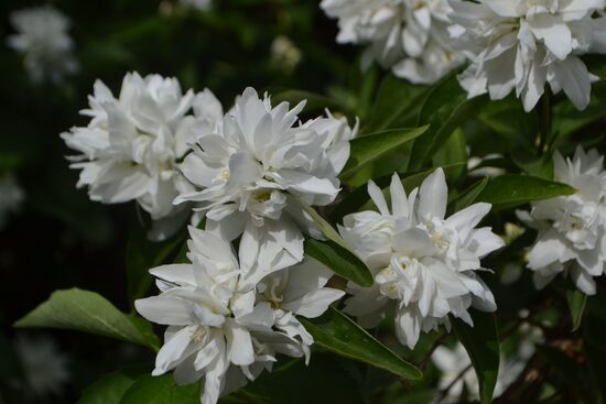 Philadelphus 'Pompom' Filadelfs