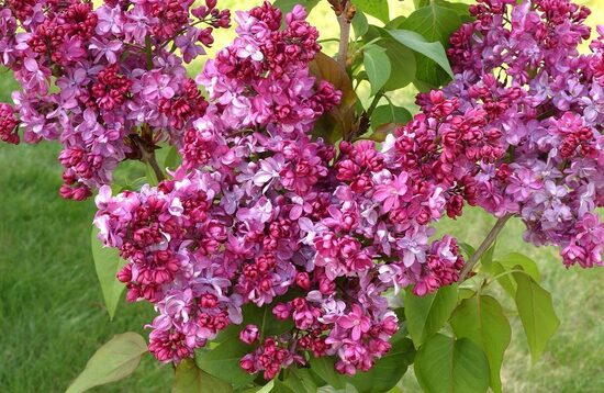 Syringa vulgaris 'Prince Wolkonsky' Parastais ceriņš