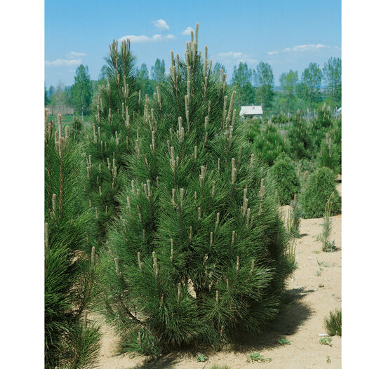 Pinus nigra 'Pyramidalis' Melnā priede