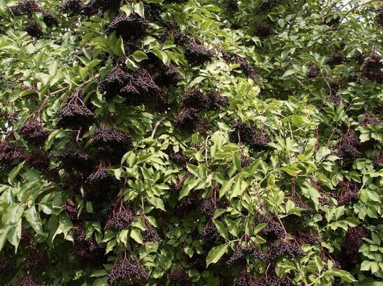 Sambucus nigra "Riese aus Vosslock" Melnais plūškoks
