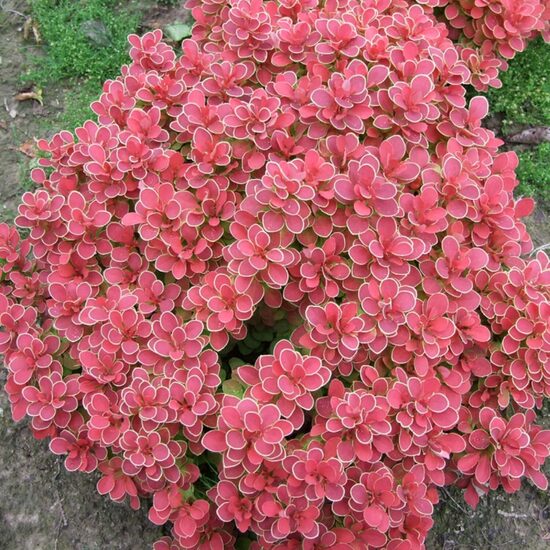Berberis thunbergii 'Ruby Star' Tunberga bārbele