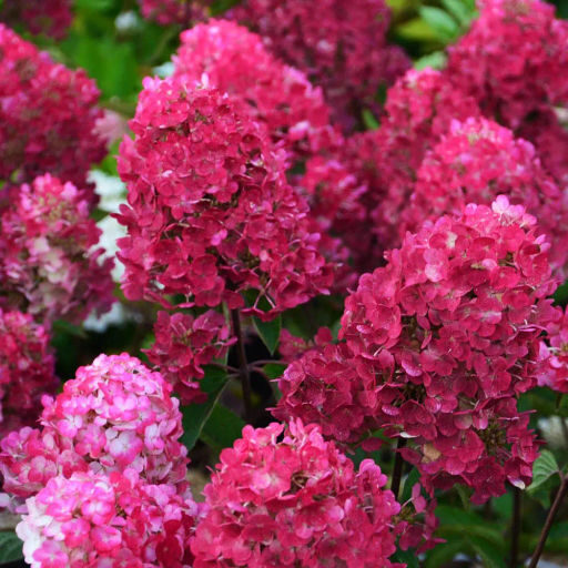 Hydrangea paniculata 'Framboisine (Samarskaya Lidija)' Skarainā hortenzija