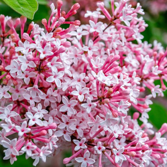 Syringa 'TINKERBELLE' Ceriņš