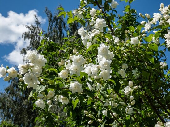 Philadelphus 'Virginal' Filadelfs