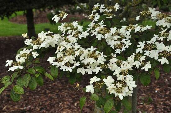 Viburnum plicatum 'Watanabe' Japānas milzu irbene