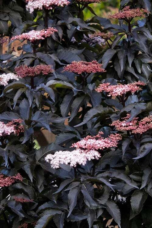 Sambucus nigra  "Black Tower" Melnais plūškoks