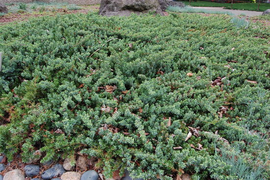 Juniperus horizontalis 'Blue Pacific' Klājeniskais kadiķis